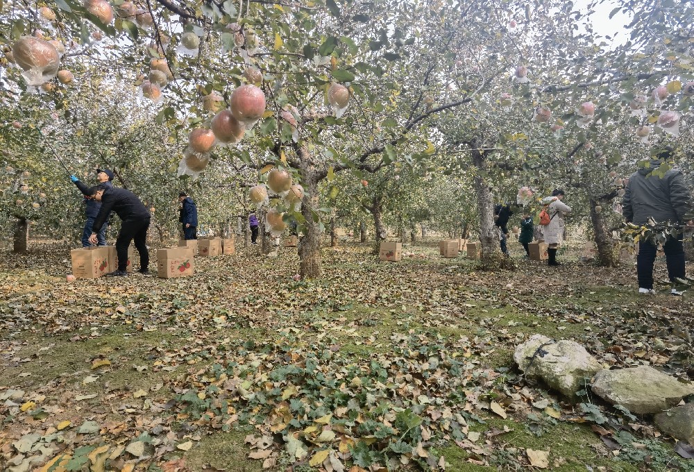 心有暖意 前路无寒   公司组织团建及助农扶农活动之摘苹果